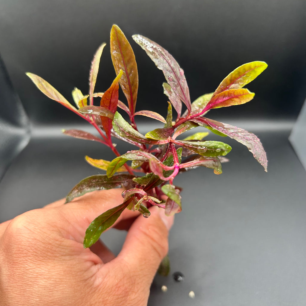Alternanthera Rieneckii Narrow Leaf