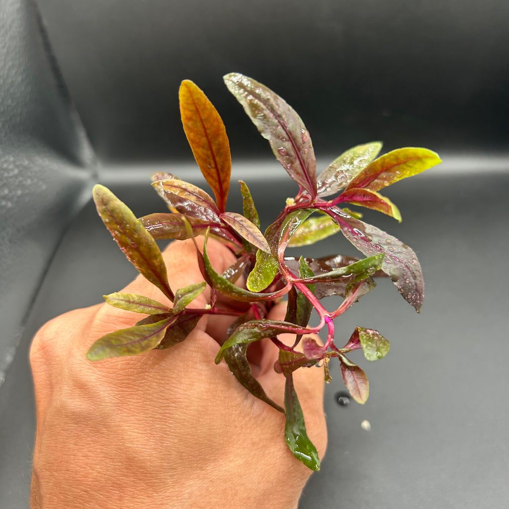 Alternanthera Rieneckii Narrow Leaf