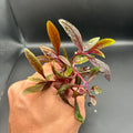 Alternanthera Rieneckii Narrow Leaf