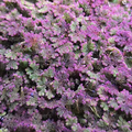 Azolla (Fairy Moss)