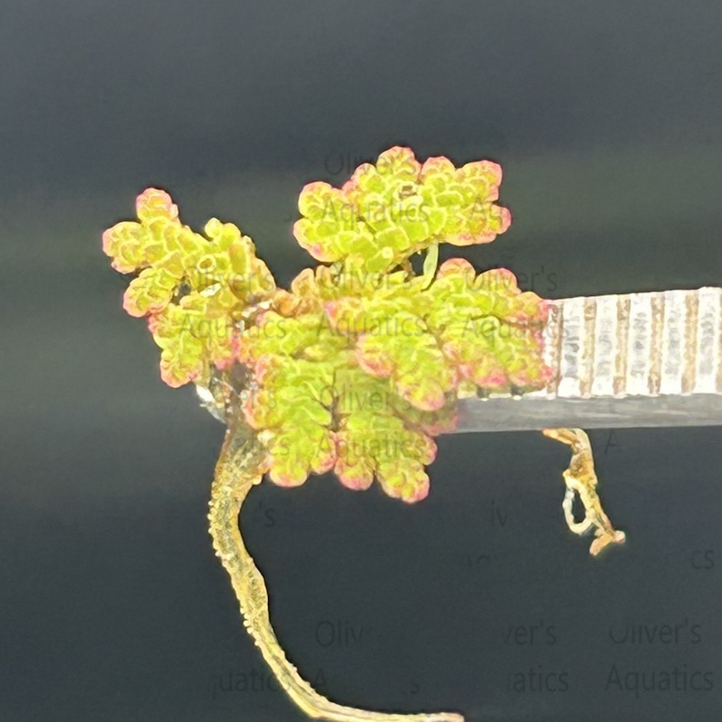Azolla (Fairy Moss)