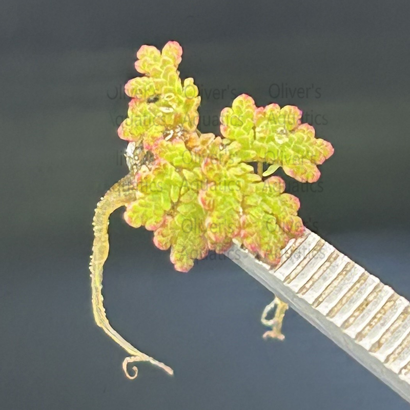 Azolla (Fairy Moss)