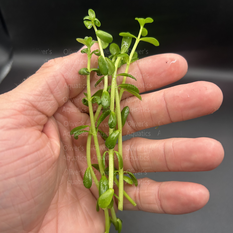 Bacopa Monnieri