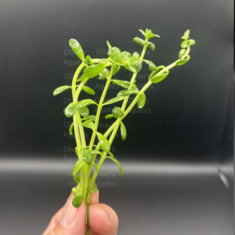 Bacopa Monnieri