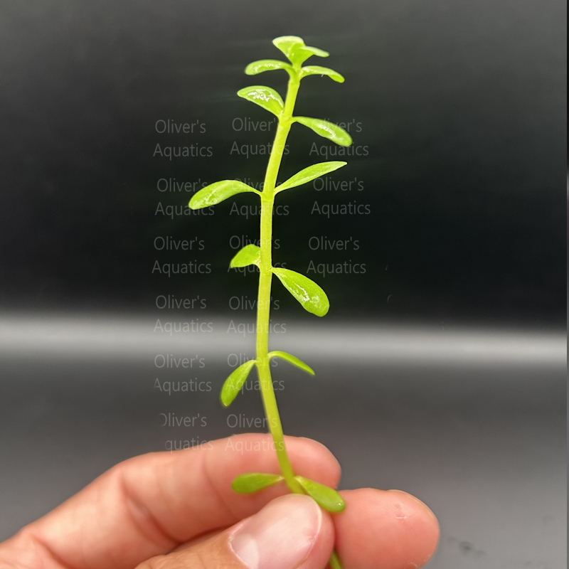 Bacopa Monnieri