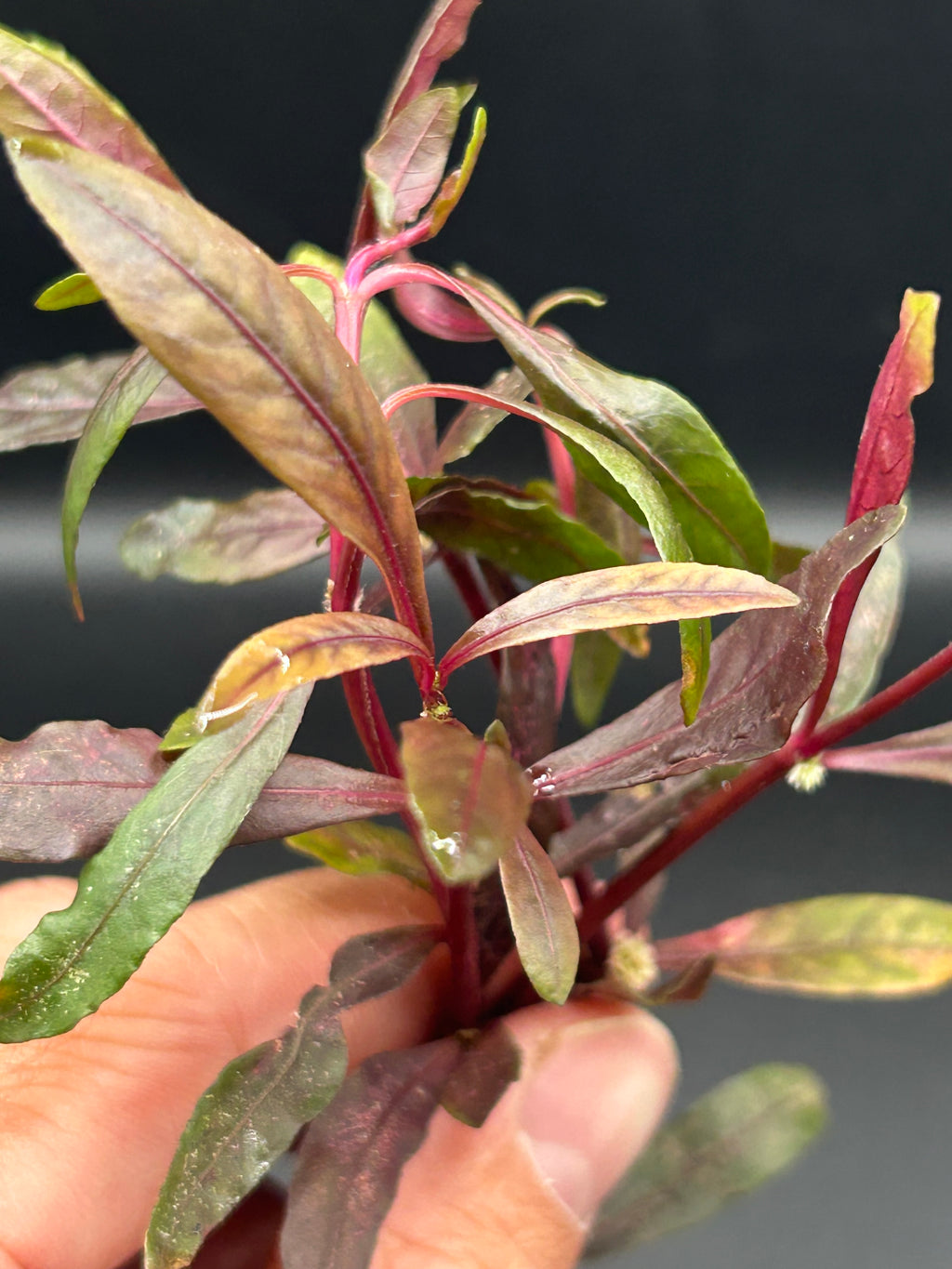Alternanthera Rieneckii Narrow Leaf