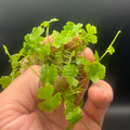 Hydrocotyle Japan (Japanese Pennywort)