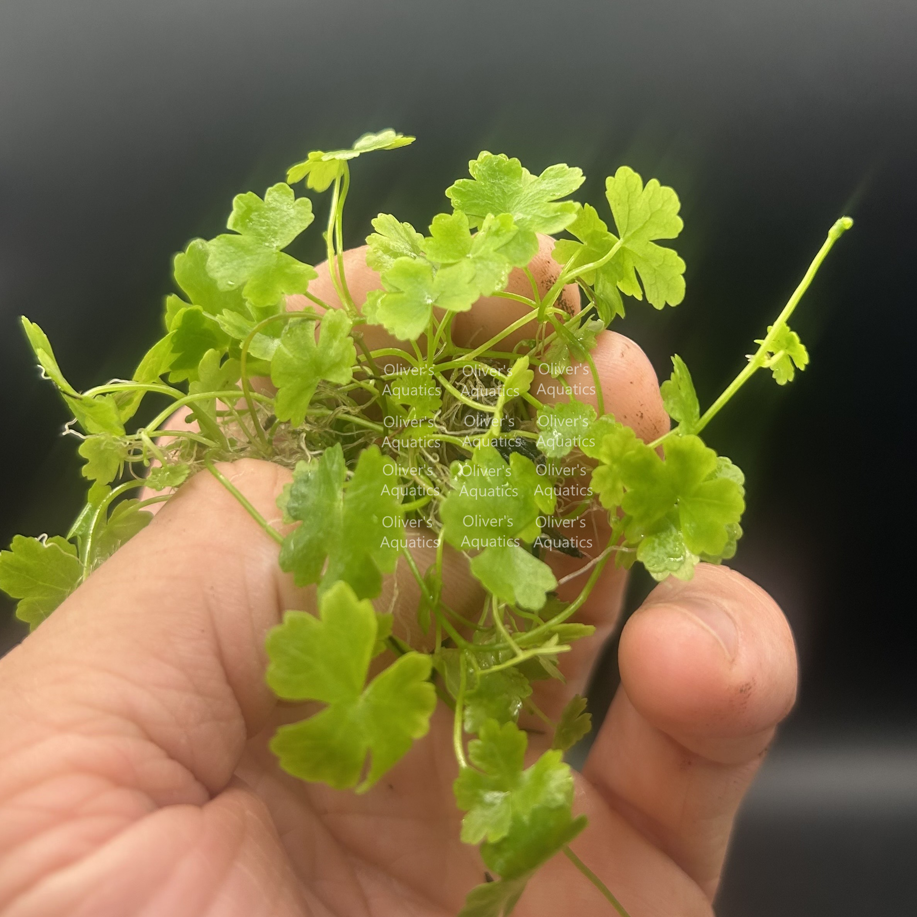 Hydrocotyle Japan (Japanese Pennywort)