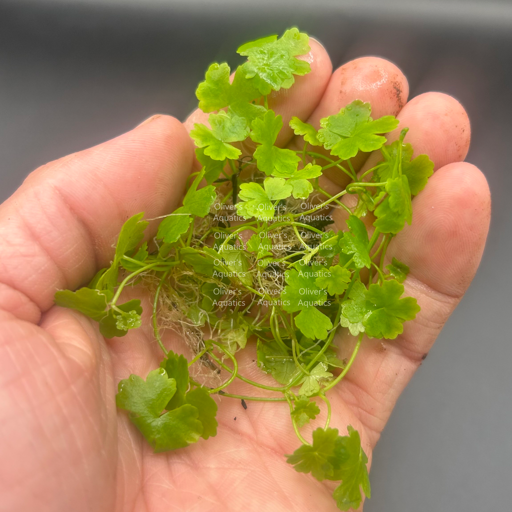 Hydrocotyle Japan (Japanese Pennywort)