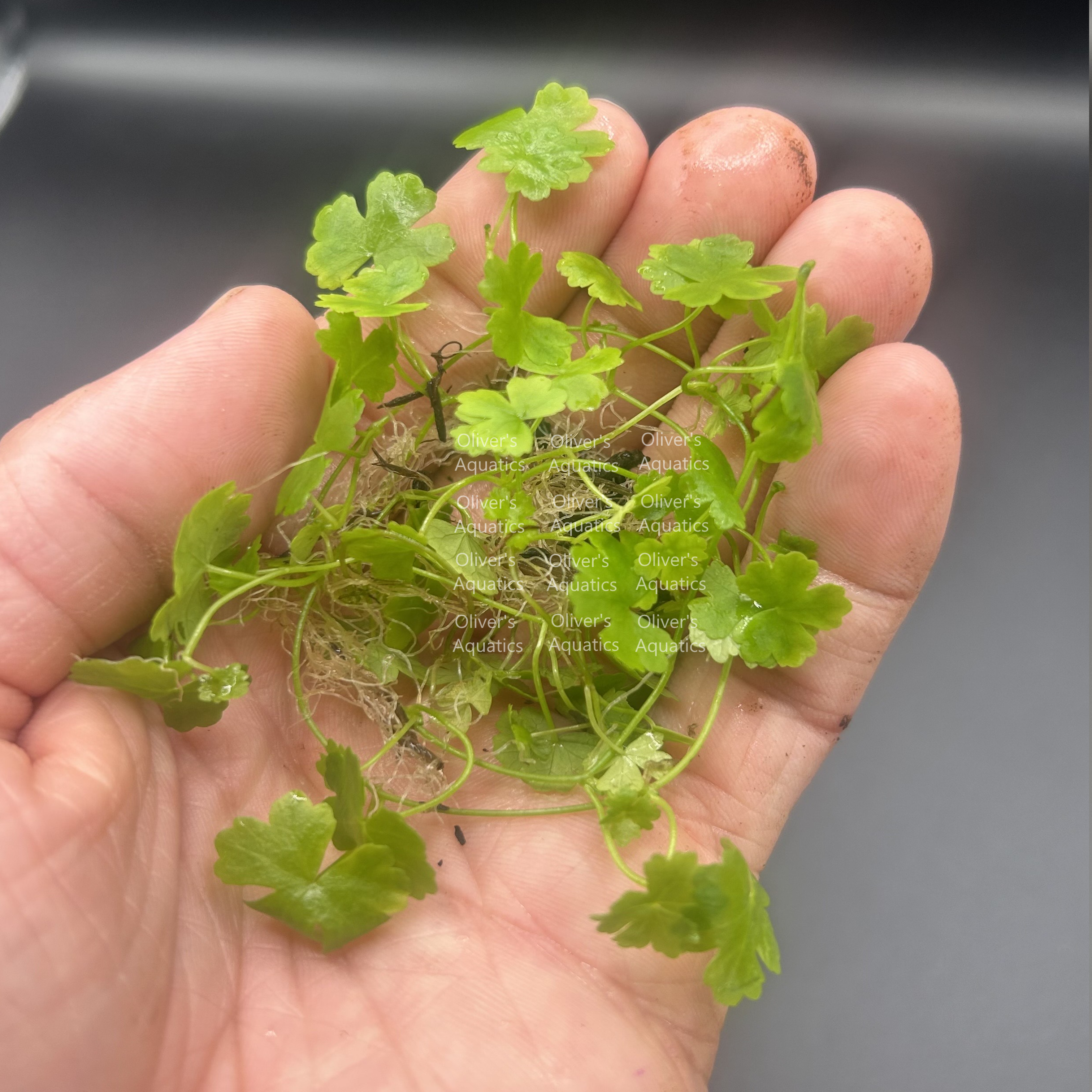 Hydrocotyle Japan (Japanese Pennywort)