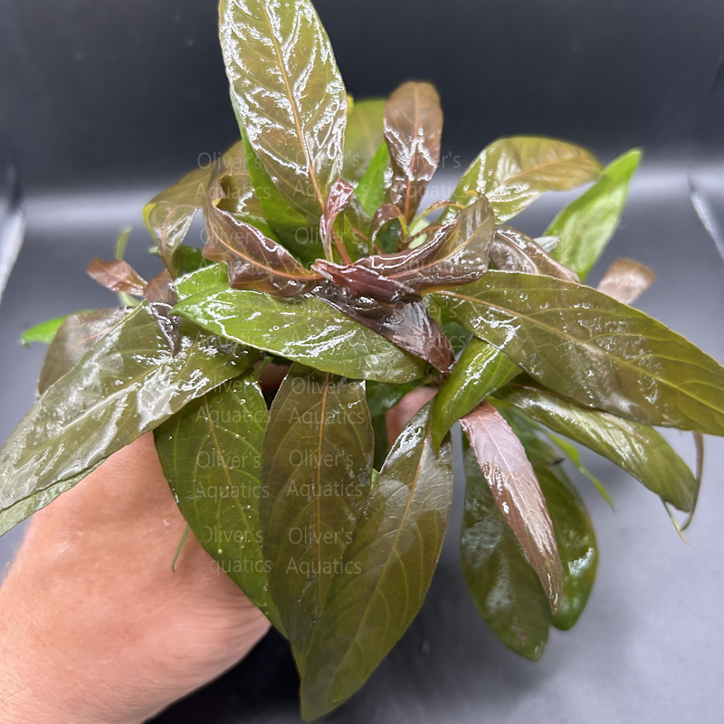 Hygrophila Purple