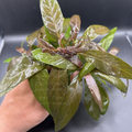 Hygrophila Purple