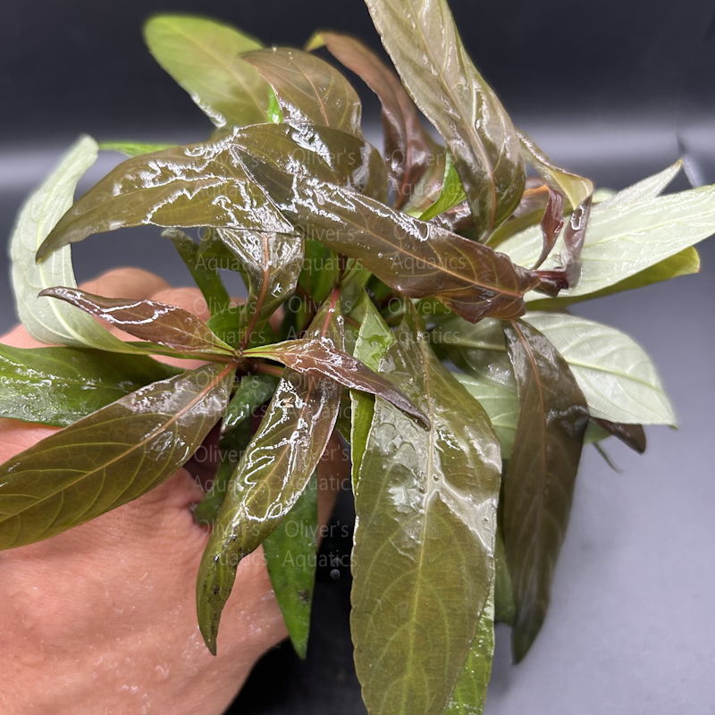 Hygrophila Purple