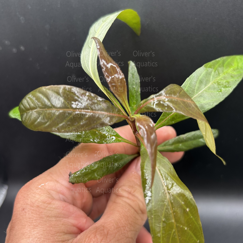 Hygrophila Purple