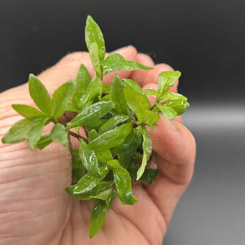 Hygrophila Sunset