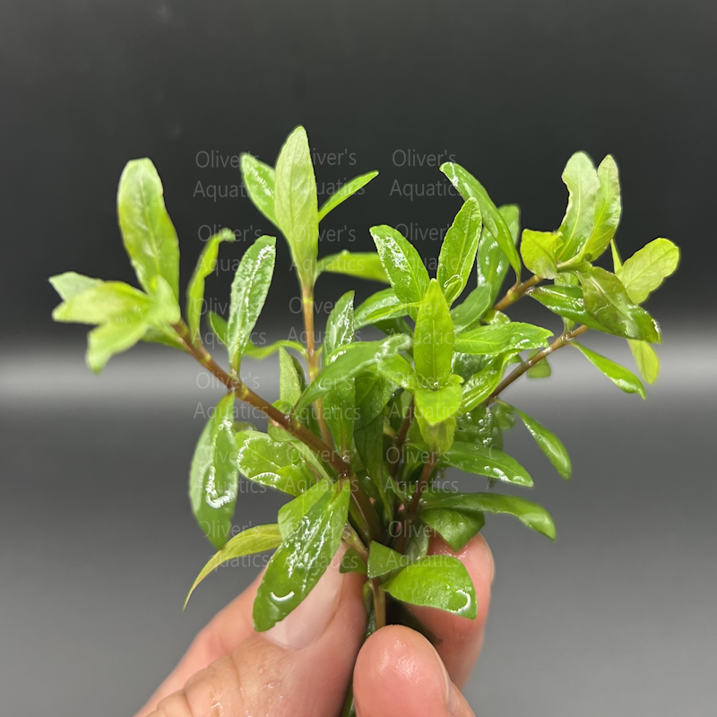 Hygrophila Sunset