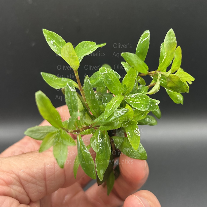Hygrophila Sunset