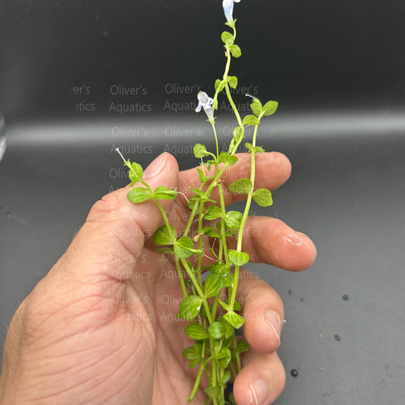 Lindernia Variegated (Watermellon)