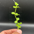 Lindernia Variegated (Watermellon)