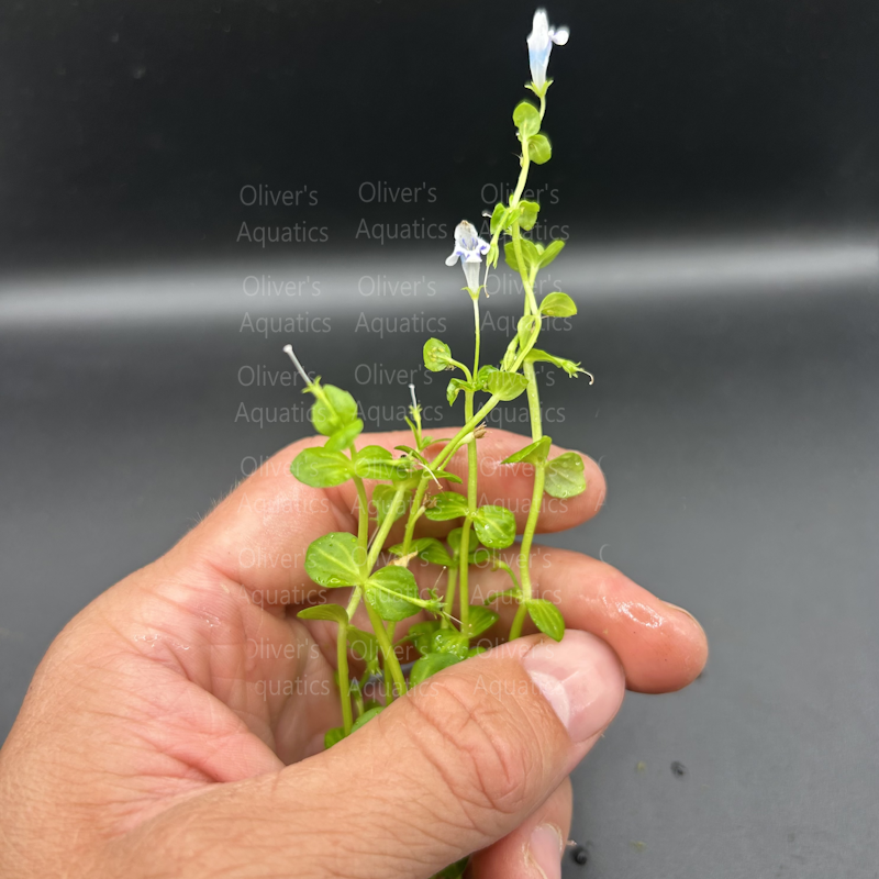 Lindernia Variegated (Watermellon)