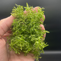 Pearlweed (Hemianthus Micranthemoides)