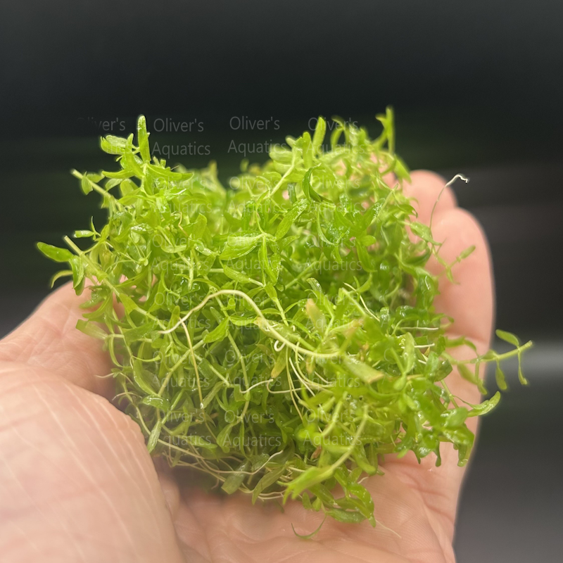 Pearlweed (Hemianthus Micranthemoides)