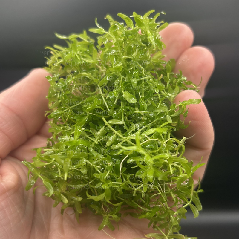 Pearlweed (Hemianthus Micranthemoides)