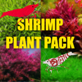Shrimp Aquarium Plant Package